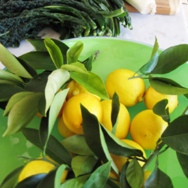 Lemons in the garden