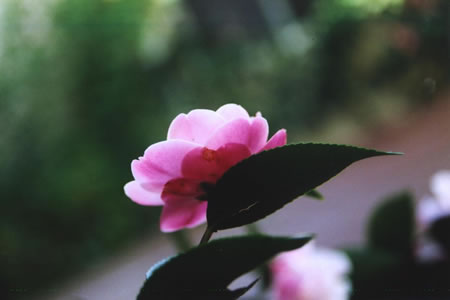 camelia