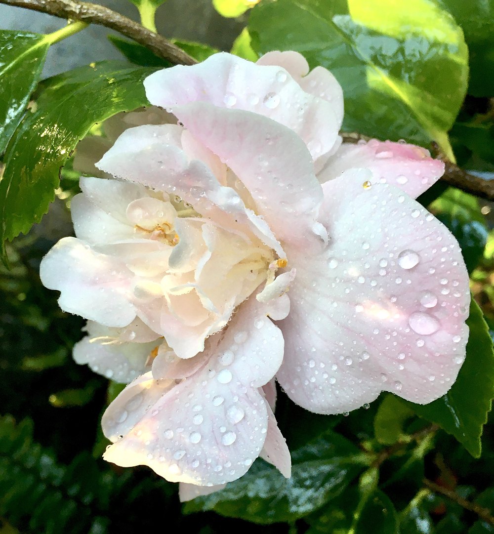 Pale pink camellia blossom with raindrops