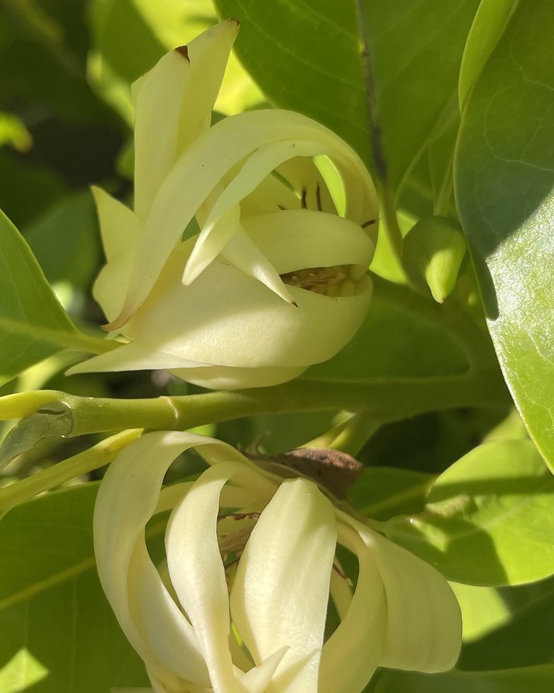 Champaca, the Thai Temple Flower, blooming in the courtyard