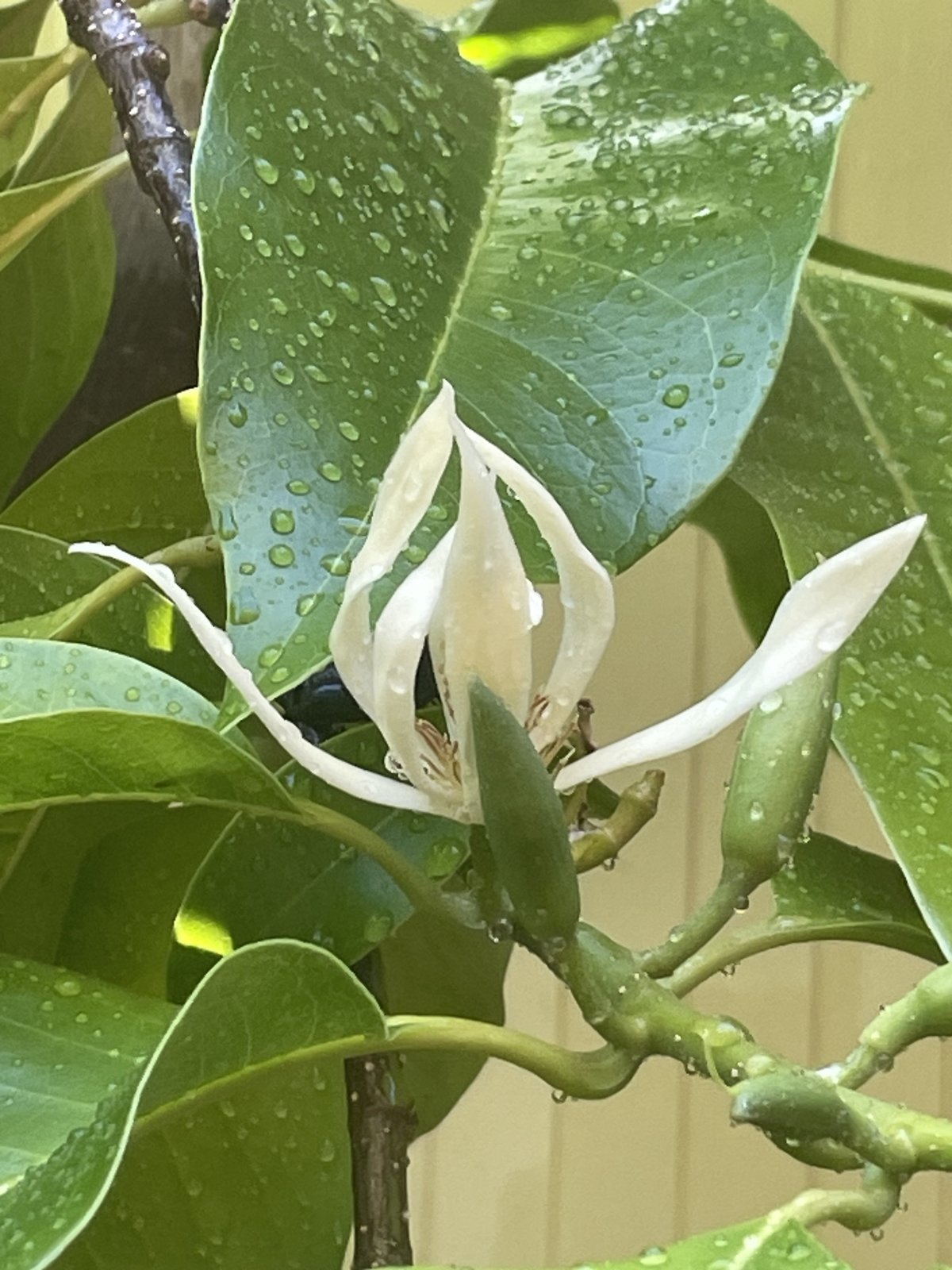 White champaca blossom among rain-dappled green leaves